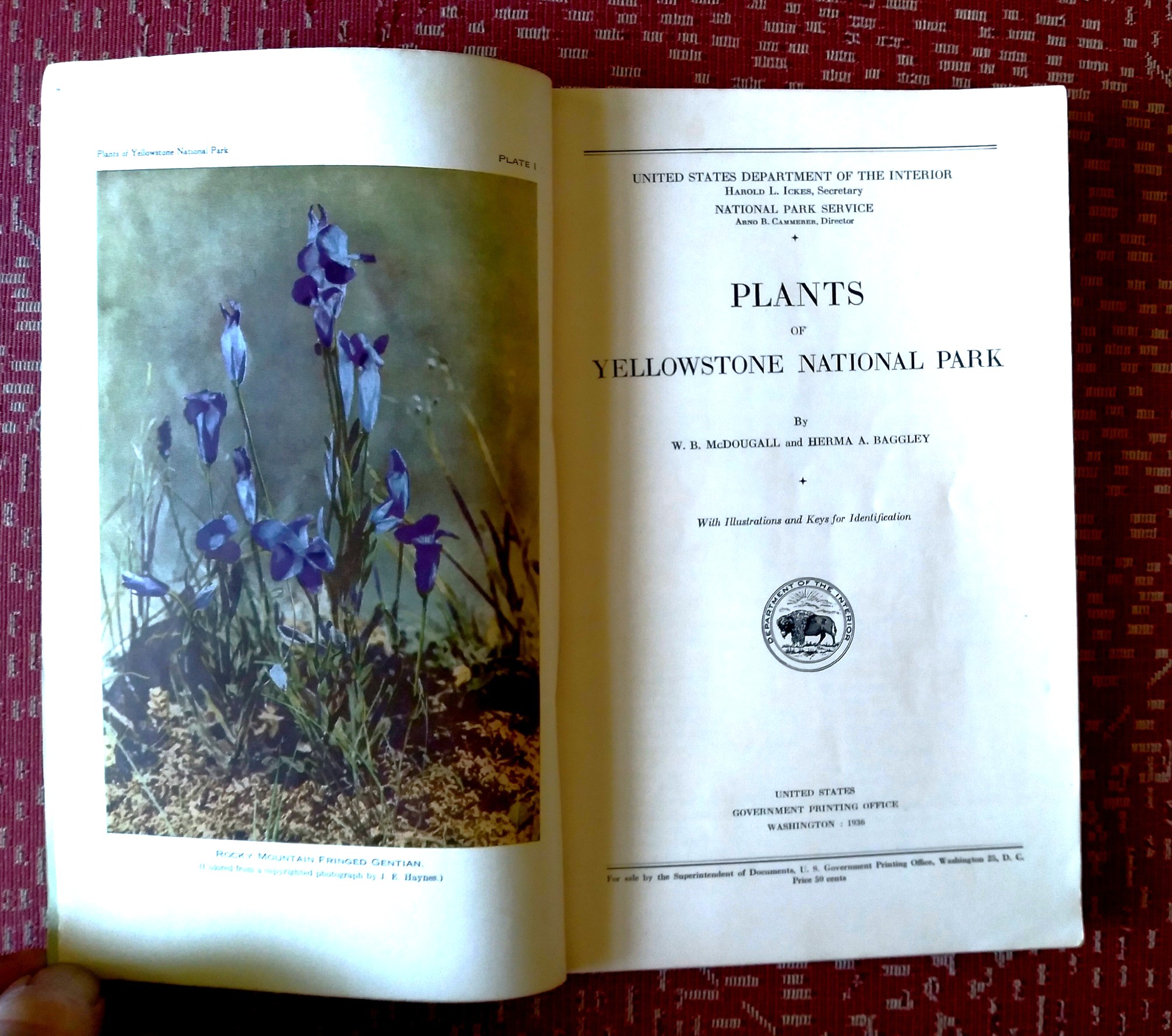 Plants of Yellowstone National Park With Illustrations and Keys for Identification