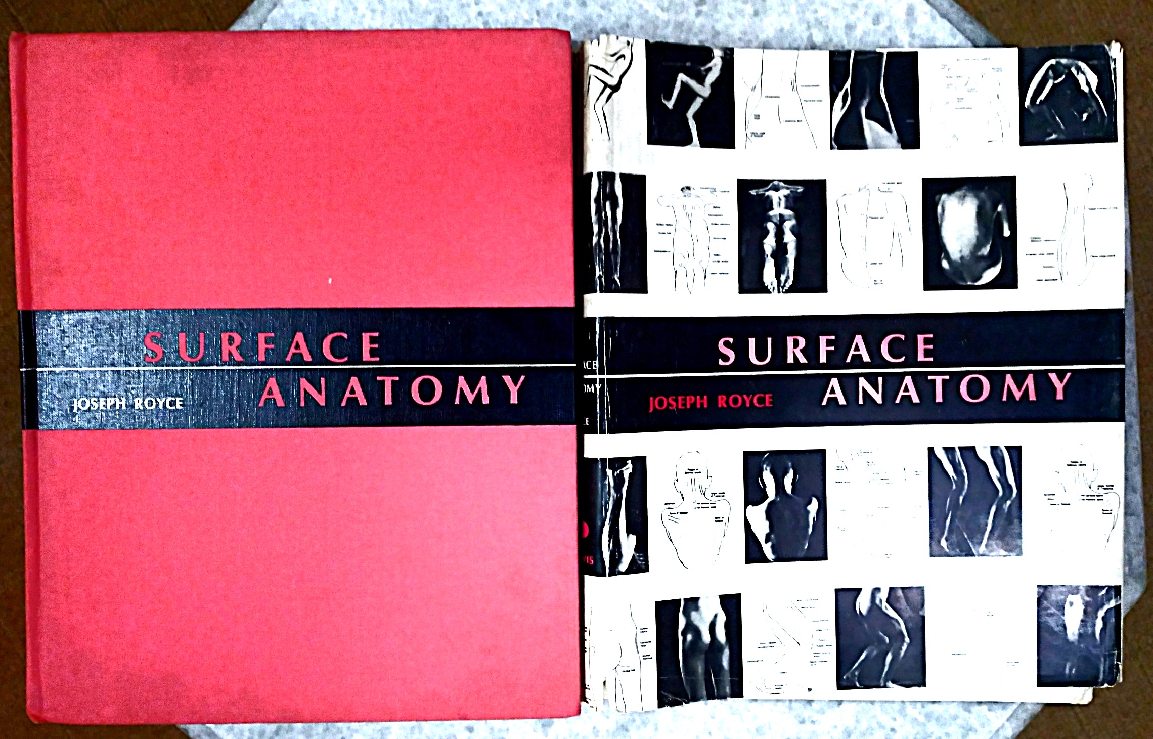 Surface Anatomy