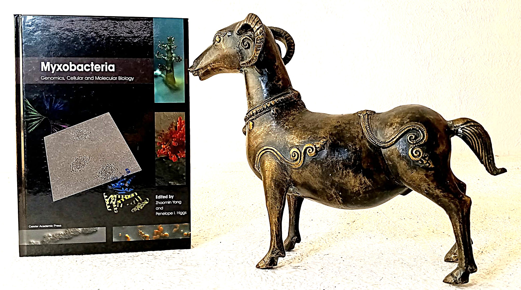 Myxobacteria: genomics, cellular and molecular biology