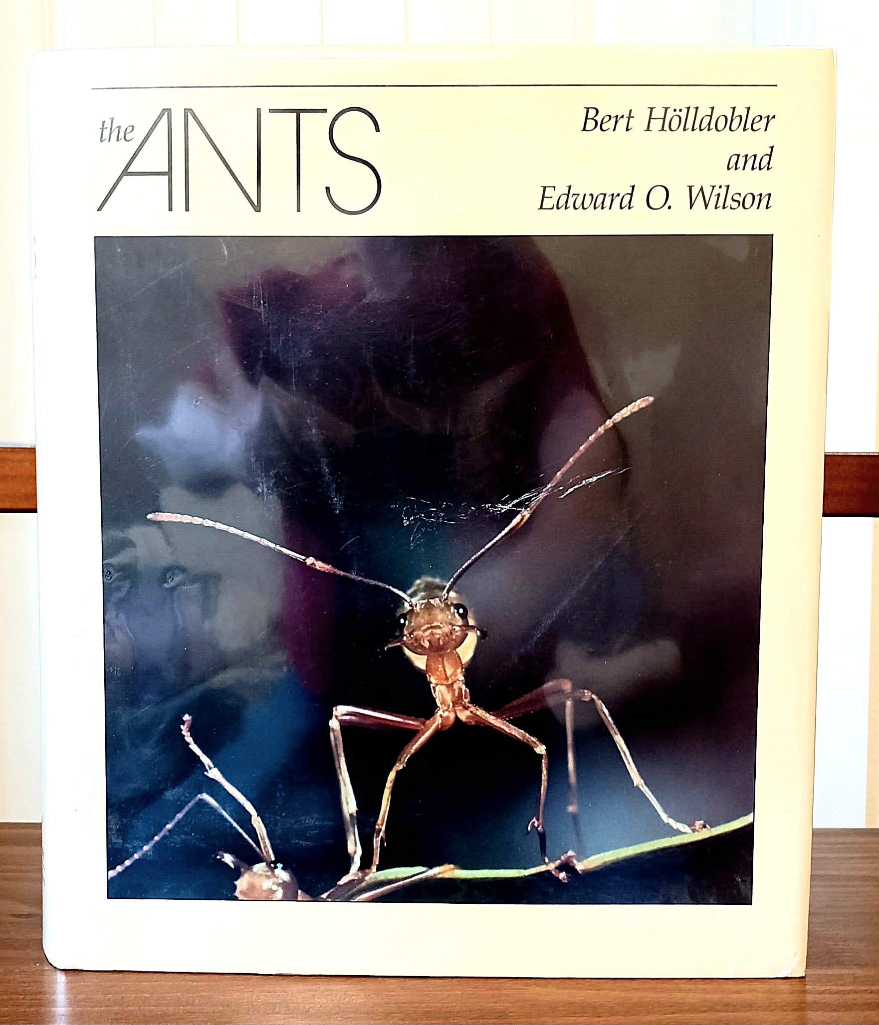 Image for The Ants The Ants